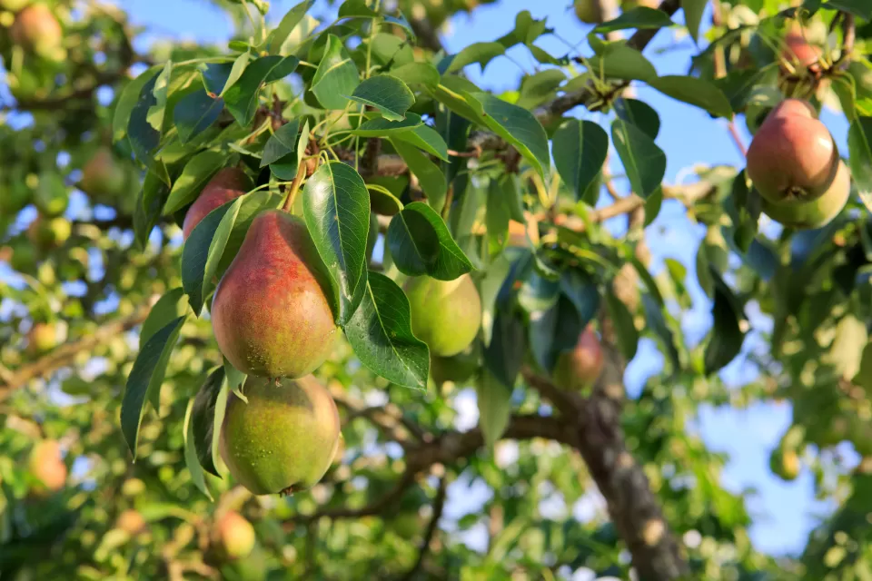 Ripe Organic Cultivar Pears